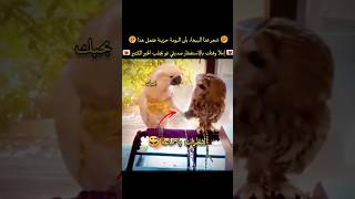 شعر الببغاء بأن البومة حزينة ففعل هذا🤣💔😅 لا حول ولا قوة إلا بالله العلي العظيم عدد خلقه ومداد كلماته [upl. by Ciel]