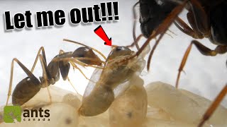 How A New Ant Hatches From Its Cocoon  AMAZING PROCESS [upl. by Atthia]