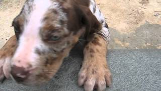 9 week old Catahoula puppies [upl. by Puna395]