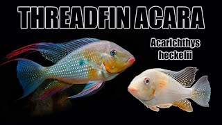 Threadfin Acara Acarichthys heckelii  Care Guide amp Species Profile [upl. by Oiramat]