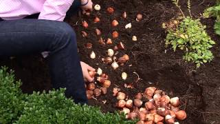 The Best Method for Planting Tulip Bulbs [upl. by Eedahs]