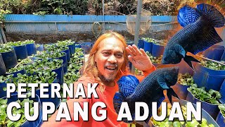 PETERNAK IKAN CUPANG ADUAN DI JATIASIH BEKASI [upl. by Retxed]