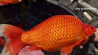 Large goldfish spotted in Minnesota lake [upl. by Koziara]