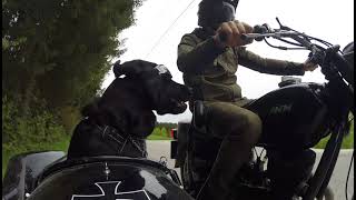 Dog Wearing Goggles Riding in a Side Car With His Dad [upl. by Lette790]