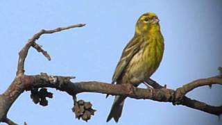 European Serin  Europese Kanarie [upl. by Josler]