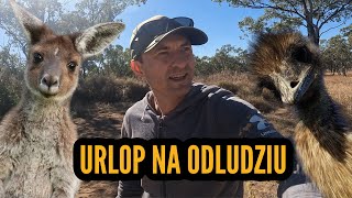 AUSTRALISJKIE ODLUDZIE OUTBACK  EMU KANGURY I DZIOBAKI NA TRASIE [upl. by Zanze]