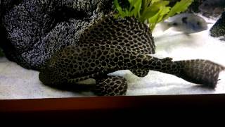 L083 Pterygoplichthys Gibbiceps Sailfin Pleco [upl. by Aliza]