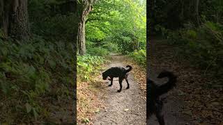 Early morning late summer walk in Hainault Forest [upl. by Ahsitneuq]