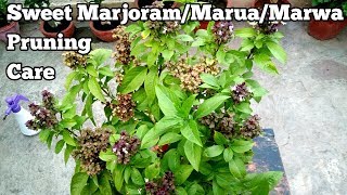 Grow MarwaMaruaMarjoramThai BasilComplete care instructions [upl. by Dexter251]