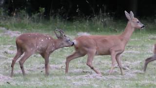 Roe Deer Rut 2017  Buck with white spots [upl. by Fang620]