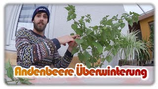 Physalis überwintern  Eintopfen Rückschnitt Stecklinge und mehr [upl. by Ivets]