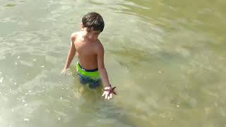 Live Starfish caught by Kawan travel starfish paraty paratymirim nature beach brazil brasil [upl. by Sargent]