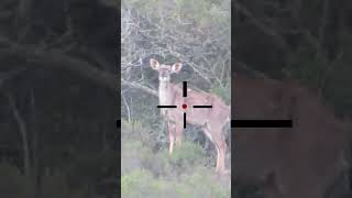 65 creedmoor bullet trail scopecam deerhunting hunting oxota jagd jakt chasse sniper [upl. by Ainoet851]