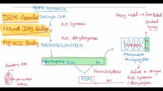 Rbc morphology haematology 25 First Aid USMLE Step 1 in UrduHindi [upl. by Aillij]