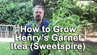 How to grow Henrys Garnet Itea Virginia Sweetspire [upl. by Mccafferty]