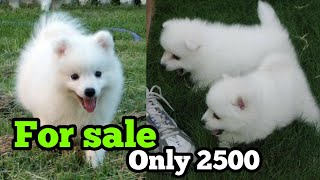 German Spitz puppies for sale only in 2500Indian Spitz puppies for sale in very low price [upl. by Tlihcox398]