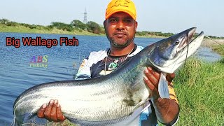 Wallago Attu Catfish Catching  Big Patan Fish Catching  Village River Fishing [upl. by Anihpled]