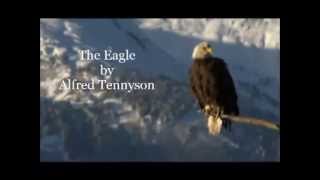 The Eagle by Alfred Tennyson [upl. by Ellehcsar]