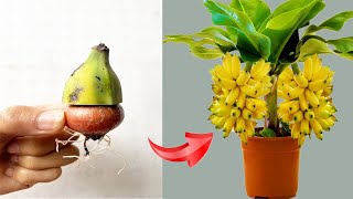 SYNTHESIS OF SPECIAL TECHNIQUES on how to propagate banana plants using many effective methods [upl. by Giverin]