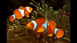 Amphiprion Ocellaris Clownfish Bin3aiah Fishes [upl. by Balough490]