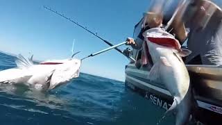 Hapuka Fishing off Kapiti Island [upl. by Werdnaed]