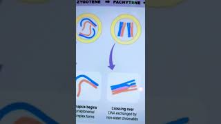 Stages of prophase1 in meiosis [upl. by Ahseyt]