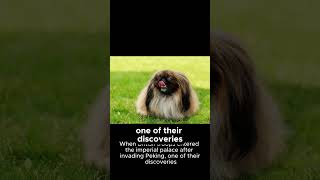 The Untold Story of How the Pekingese Breed Conquered the West pekingese pekingeselove breeds [upl. by Anayhd]