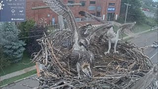 小さな争いの後、ミニが勝ちました🥳zoom 071723 Osprey Cam Live Patchogue NY [upl. by Jereme900]