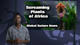 The Truth about African Screaming Plants Unveiling Strange Phenomenon [upl. by Evalyn]