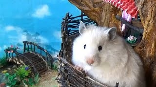 Hamster in the DIY Tree House [upl. by Bobseine]