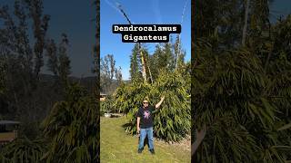 Dendrocalamus Giganteus “Dragon Bamboo” 🐉🎋❤️ bamboo dendrocalamus giganteus gardening eatable [upl. by Satsok]