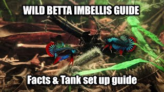 Wild Betta Imbellis species and care guide  FranksBettas [upl. by Yeslaehc187]