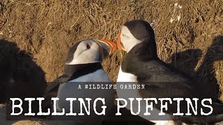 A Pair of Puffins Billing [upl. by Gnourt]