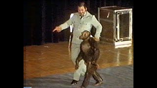 Oliver the enigmatic bipedal chimp featured on Fortean TV [upl. by Kcarb698]