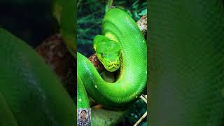 साँपों से जुड़ी रोचक जानकारी  Snake Facts Video in Hindi [upl. by Diane]