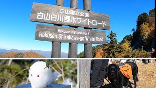 紅葉と雪のコラボ！LUNAも元気に登山しました！【白山白川郷ホワイトロード】 [upl. by Eiuqnom931]