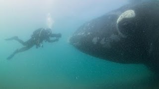 Approached by Southern Right Whales in Patagonia [upl. by Ilrahc]