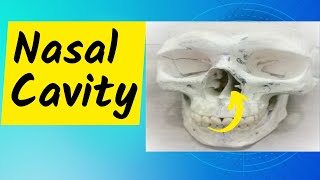 Nasal Cavity Part 1 Conchae meatuses sphenoethmoidal recess and nasolacrimal duct opening [upl. by Nylehtak]