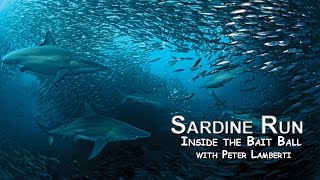 SARDINE RUN  3  Inside the Bait Ball with Peter Lamberti [upl. by Arquit45]