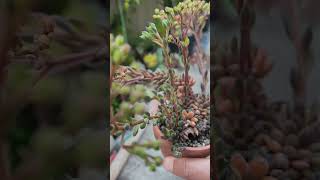 Sinocrassula yunnanensiss rosettes bloom only once then die leaving nearby clumps [upl. by Liamaj]