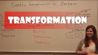 Transformation in Bacteria [upl. by Omoj]