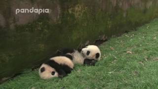 The San Diego Zoo opened a longawaited giant panda exhibit to the public on Thursday breathing new life into USChinese panda diplomacy and delighting panda fans in California They’re the first pandas to come to the United States in 21 years The special public unveiling of “Panda Ridge” was slated for noon local time on Thursday — a date proclaimed by Gov Gavin Newsom as California Panda Day as he welcomed “envoys of friendship” from China China first sent pandas to the US in 1972 in [upl. by Petromilli]