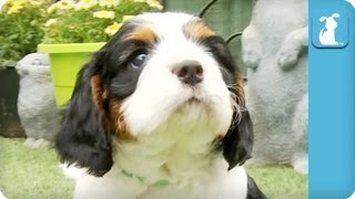 80 Seconds of Precious Cavalier King Charles Spaniel Puppies [upl. by Jasen]