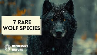 7 Rare Wolf Species that will Intrigue You Including the Arctic Wolf amp Indian Wolf [upl. by Yadrahs159]