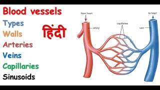 Blood vessels in hindi  types  arteries  veins  walls  capillaries  sinusoids [upl. by Bryon]