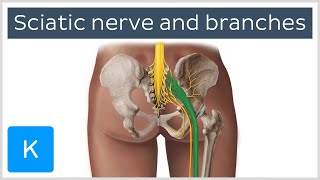 Anatomy of the Spinal Cord and How it Works [upl. by Aikas]