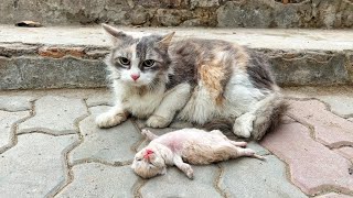 Old mother cats eyes filled with tears as she watching her poor kitten struggle to survive [upl. by Penrose]