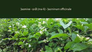 Jasmine มะลิ ma li Jasminum officinale [upl. by Eltsryk]