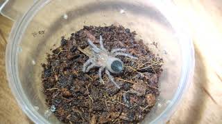 Brachypelma Albiceps l23 vs Blaptica l1 [upl. by Leynwad19]