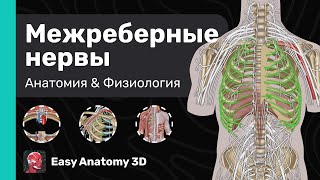 Межреберные нервы Анатомия amp Физиология  Периферическая нервная система  Easy Anatomy [upl. by Hgiel73]